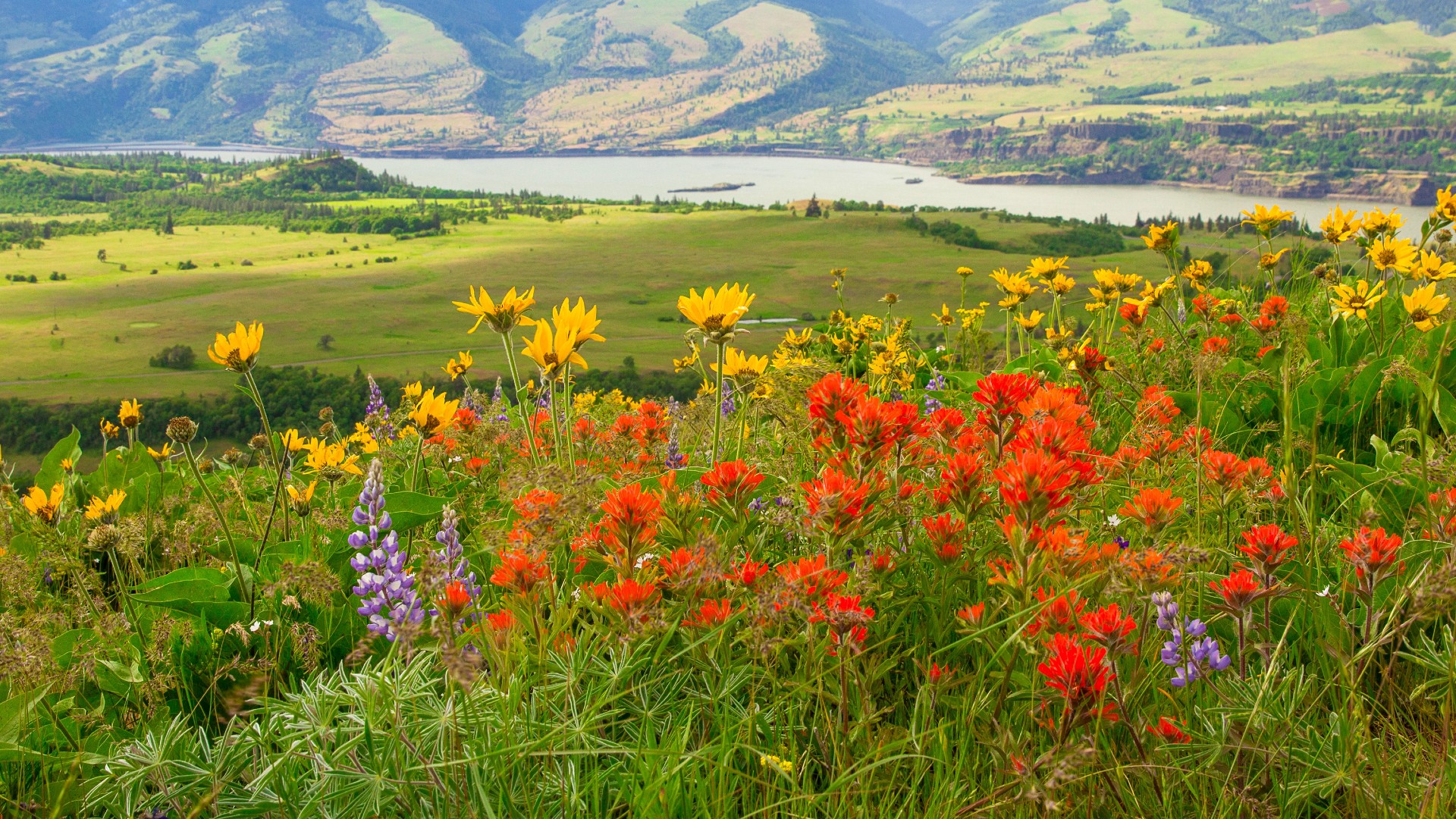 https://www.altachalets.com/wp-content/uploads/2022/06/field-of-wildflowers.jpg