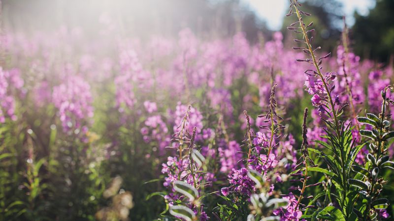 A sunlit field of vibrant pink fireweed flowers, with long, slender stems and delicate petals, illuminated by the golden light of a setting sun, set against a soft-focus forest background.