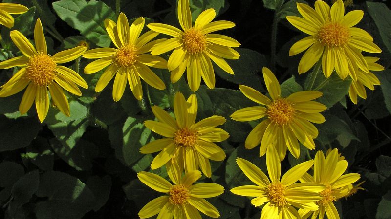 Close-up of several bright yellow heartleaf arnica flowers with prominent golden centers and rayed petals, set against a dark green leafy background.