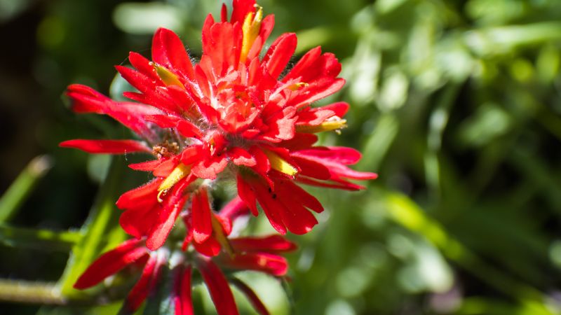 A vibrant red Indian Paintbrush flower with intricate, feathery petals and subtle yellow stamen details, highlighted in bright sunlight against a contrasting green, leafy background.