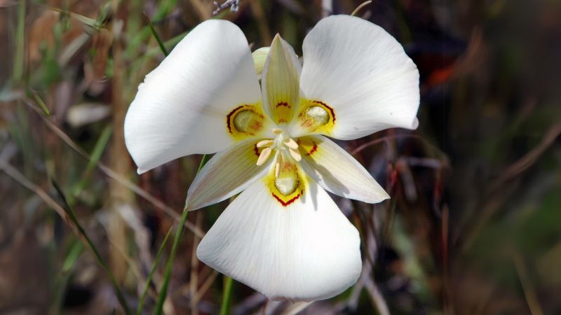 A close-up of a Sego Lily, featuring three large, pristine white petals that surround a delicate yellow center with burgundy markings and vibrant yellow stamens, set against a blurred natural background.