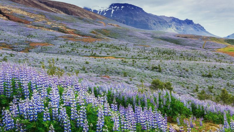 Expansive landscape showing a vast field of silvery lupine flowers in various shades of purple and blue, stretching across the foreground. The background features a mountainous terrain with sparse vegetation, under a cloudy sky, enhancing the vivid color contrast of the lupines against the earthy mountain hues.