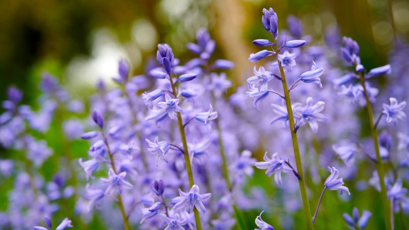 A group of Western Bluebell flowers with vibrant blue, bell-shaped blooms clustered atop slender green stems, set against a backdrop of lush green foliage in a forest clearing.