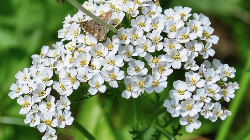 Close-up of a cluster of Western Yarrow flowers featuring small, delicate white petals with yellow centers. The dense floral arrangement is highlighted against a vibrant green background, with a small brown moth resting on one of the blooms.