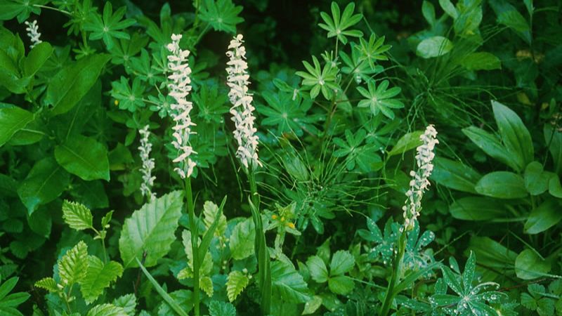 Slender white bog orchids standing tall among a lush undergrowth of mixed greenery, including broad leaves and fern-like plants, in a dense, moisture-rich forest setting.