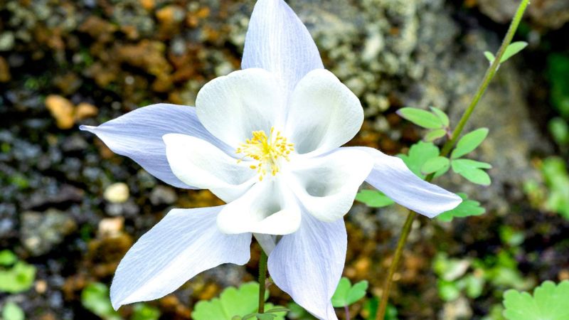 A delicate White Colorado Columbine flower, featuring soft white and light blue petals that gracefully arch back to reveal a bright yellow center, set against a natural rocky and green leafy background.