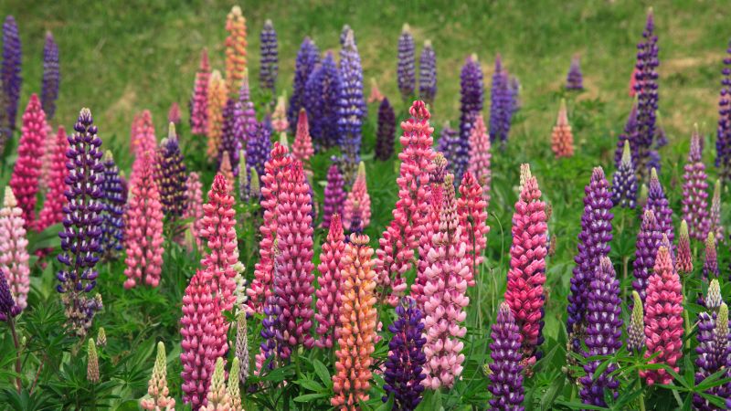 A field of blooming lupines.